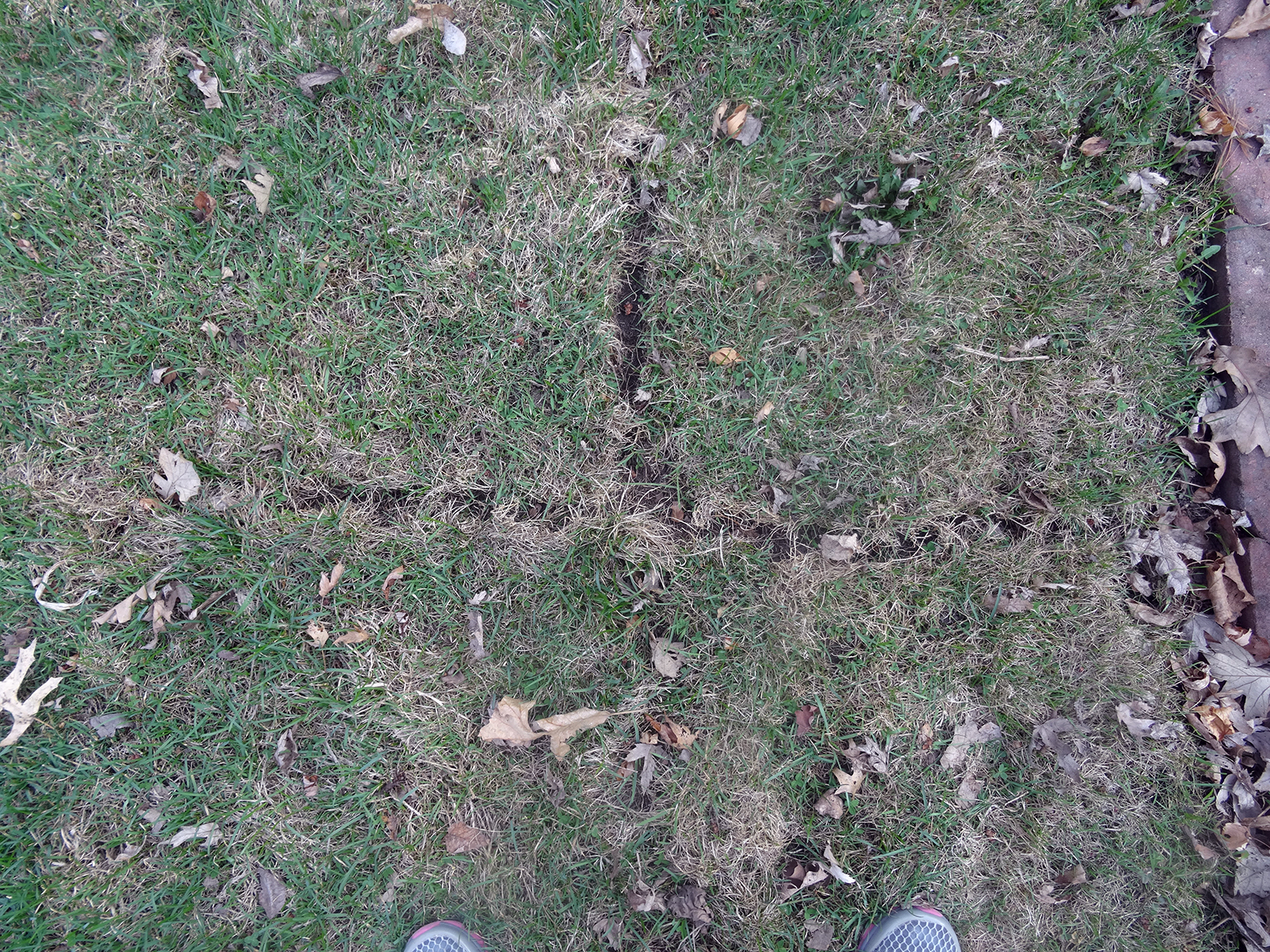 Vole tunnels in grass